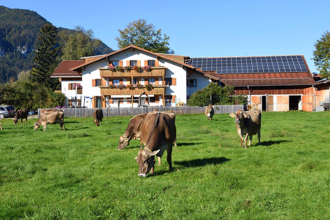 Bio-Kühe auf der Weide