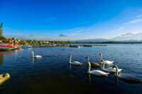 Schwäne am Hopfensee