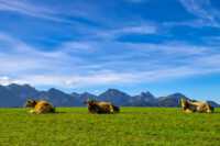Bio- & extensive Landwirtschaft: da dürfen die Kühe auch mal gemütlich mit Ausblick chillen.