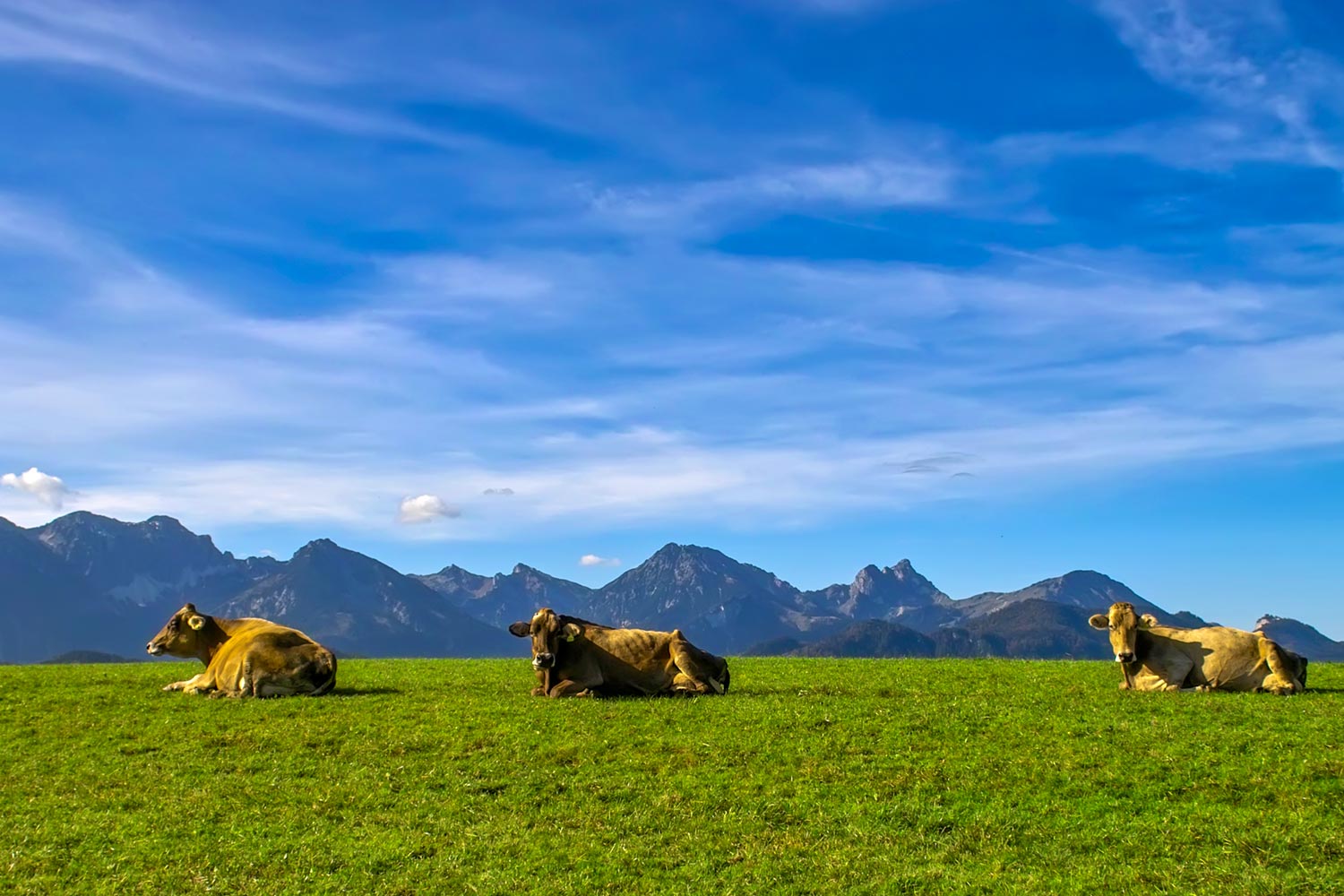 Kühe auf der extensive bewirtschafteten Weide