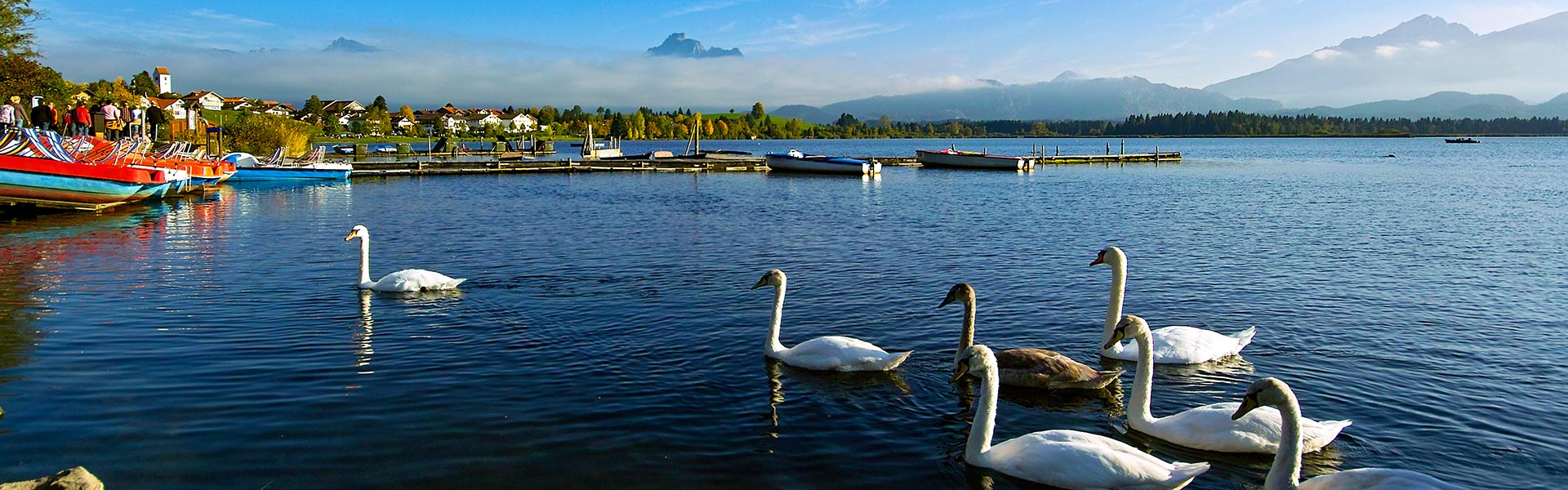 Schwäne am Hopfensee
